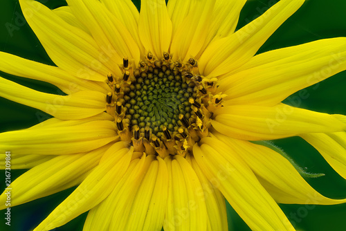 Flower head (pseudanthium) of common sunflower (Helianthus annuus) (