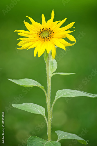 Flower head (pseudanthium) of common sunflower (Helianthus annuus) (