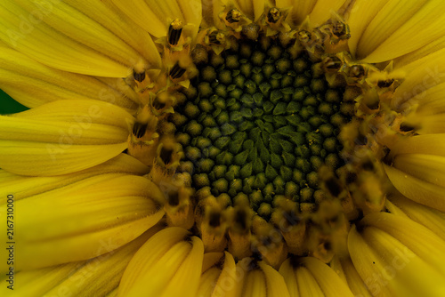 Flower head (pseudanthium) of common sunflower (Helianthus annuus) (