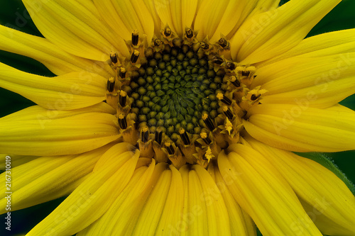 Flower head (pseudanthium) of common sunflower (Helianthus annuus) (