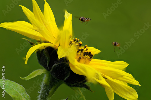 Flower head (pseudanthium) of common sunflower (Helianthus annuus) (