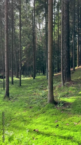 Green forest floor covered with lush moss under glowing sun rays. Coniferous pine trees canopy casting soft sunlight on natural green ground. Quiet woodland landscape with bright light beams