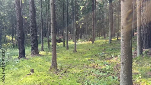 Coniferous pine forest passage with green moss covered ground floor. Camera panning across vibrant woodland bottom and tall tree trunks in summer sunlight. Lush natural vegetation and mossy
