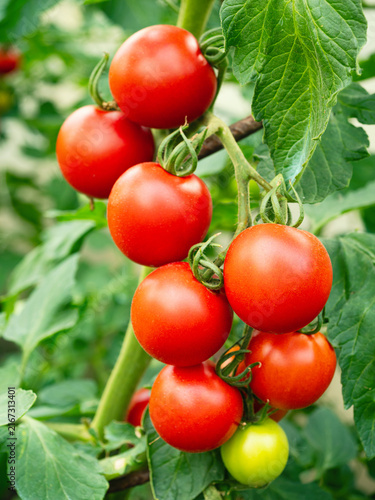 Ripe tomato plant (Solanum lycopersicum) growing in greenhouse. Fresh bunch of red natural tomatoes on branch in vegetable garden. Organic farming, healthy food, BIO viands, back to nature.