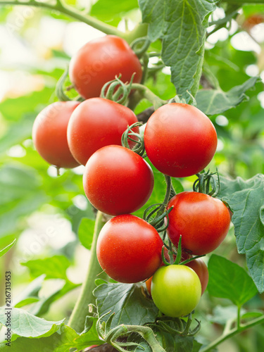 Ripe tomato plant (Solanum lycopersicum) growing in greenhouse. Fresh bunch of red natural tomatoes on branch in vegetable garden. Organic farming, healthy food, BIO viands, back to nature.