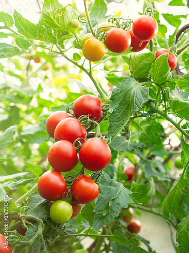 Ripe tomato plant (Solanum lycopersicum) growing in greenhouse. Fresh bunch of red natural tomatoes on branch in vegetable garden. Organic farming, healthy food, BIO viands, back to nature.