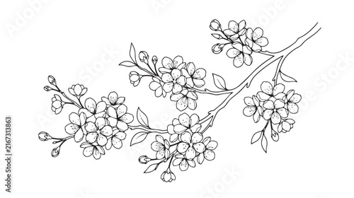 Cherry blossom branch line art, hand drawn sakura floral vector illustration, minimalist spring flower sketch for wedding invitations