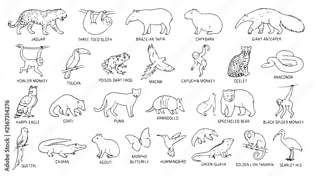 Naklejka premium Hand-drawn Amazon rainforest animals collection, 25 tropical wildlife line art icons, South American fauna sketches for coloring and education