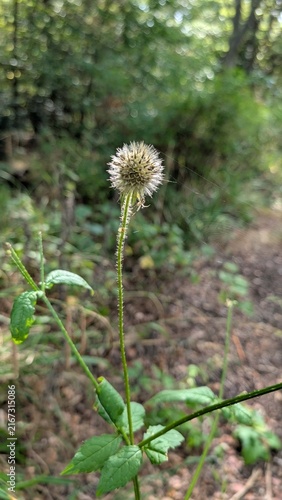 Photography Dipsacus pilosus small teasel and spider web