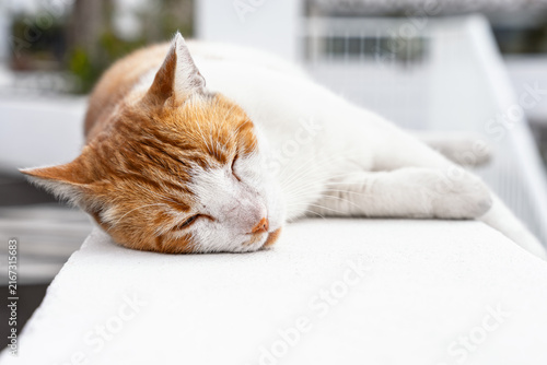 Ginger and white cat sleeping peacefully on a white ledge with whiskers close-up in soft daylight.