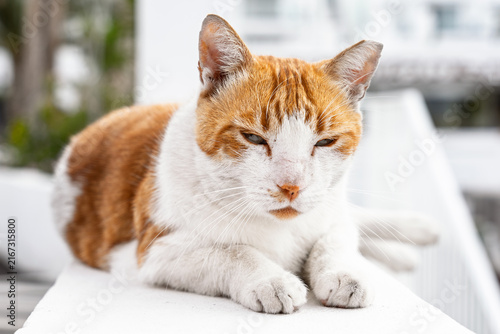 Ginger and white cat sitting with paws crossed and eyes half closed in relaxed pose.