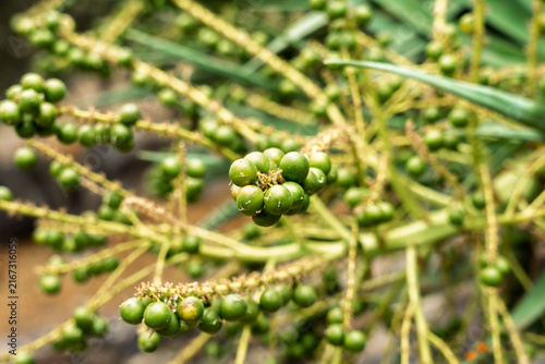 Green unripe fruits of dragon tree (Dracaena draco) growing in clusters on branch closeup.
