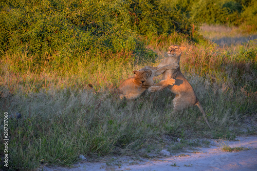 Foto Young lions play-fighting on hind legs at golden hour, South Africa
