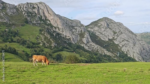Cows in the Mountains of Picos de Europa