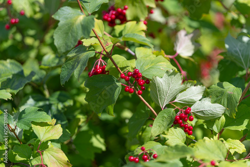 Viburnum opulus displays vibrant red berries amidst lush green foliage under the warm sun