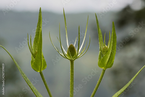 Young spiky green flower heads and curved architectural bracts of the wild teasel, Dipsacus fullonum, captured against a soft bokeh background.