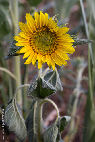 A vibrant yellow sunflower, Helianthus annuus, blooming on a sturdy stem with textured green leaves against a natural, blurred field background.