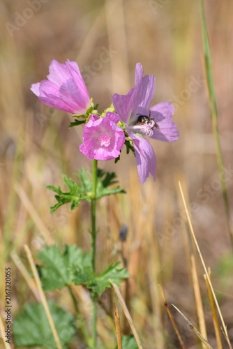 Musk mallow