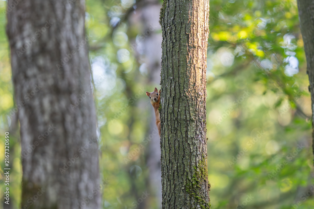 Obraz premium Squirrel peeking from behind a tree enjoying the serene forest landscape at sunrise