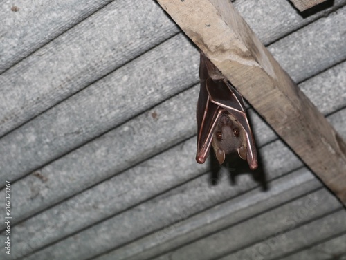Fotografía Fruit bat roosting upside down on a wooden structure indoors