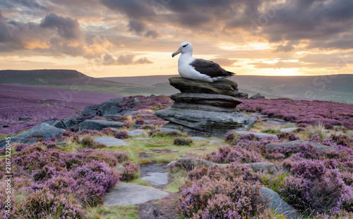 Albatross bird resting on a stone cairn in a purple heather moorland at sunset.