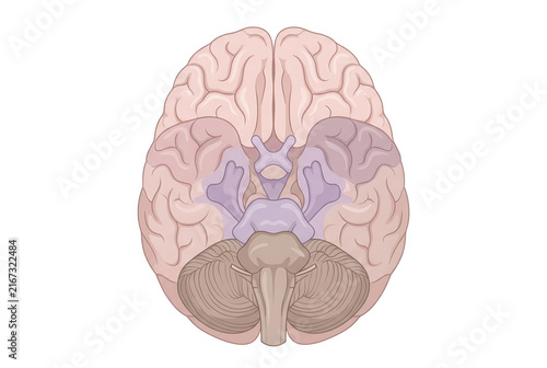 Ilustración anatómica detallada de la vista inferior del cerebro humano que muestra el cerebelo, el tronco encefálico y las estructuras internas resaltadas en colores sobre un fondo blanco limpio.