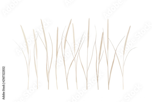 Ilustración minimalista de tallos de hierba seca o paja en tonos beige sobre un fondo blanco puro, ideal para diseños botánicos, decoración de interiores y proyectos de arte gráfico.