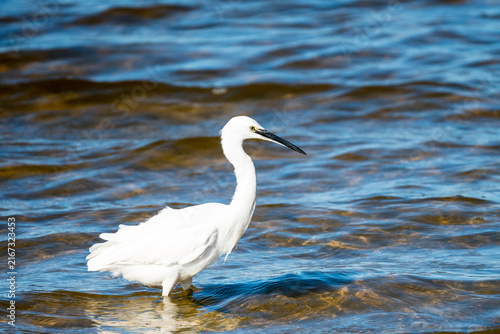 Cuadro en lienzo little egret (Egretta garzetta) side on close up standing in shallow water showi