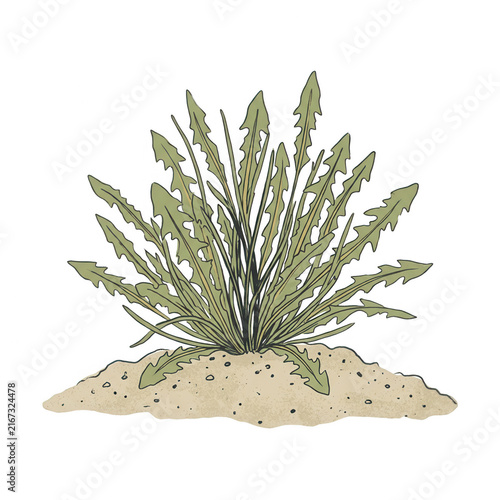 Ilustración botánica de una planta de diente de león con hojas verdes dentadas creciendo en un montículo de tierra, representada en un estilo de dibujo artístico sobre fondo blanco.