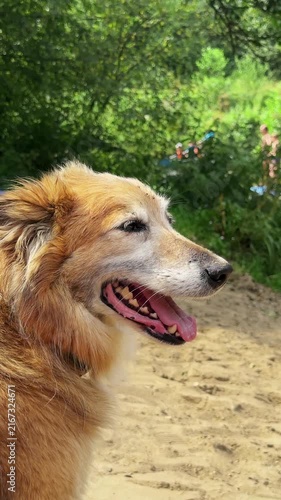 Side profile view of shepherd crossbreed dog resting on hot sandy beach. Warm weather portrait of panting dog with open mouth wearing collar outdoors. Domestic pet sitting on river shore