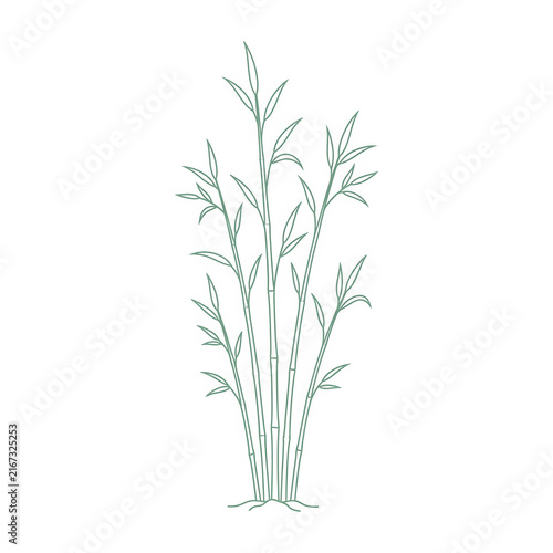 Ilustración lineal minimalista de una planta de bambú verde sobre un fondo blanco, representando naturaleza, serenidad y diseño botánico elegante para proyectos de decoración y bienestar.