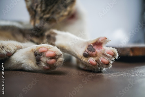 Close-Up of Cat Paws Resting on Sofa