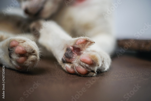 Close-Up of Cat Paws Resting on Sofa