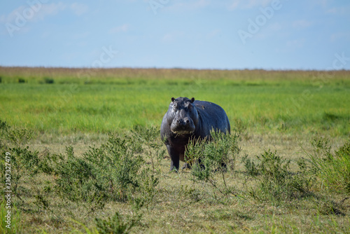 Foto Hippo standing on open grassy plain, South Africa