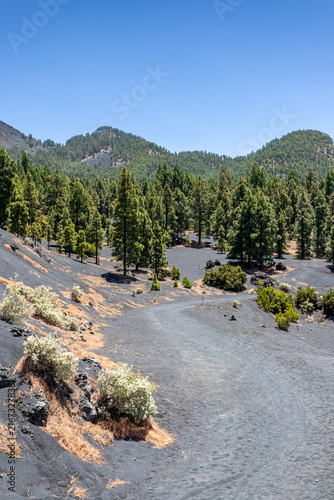 Pine forest dirt track through volcanic ash in La Palma