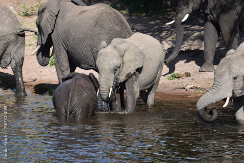 Elephant herd drinking at riverbank, South Africa