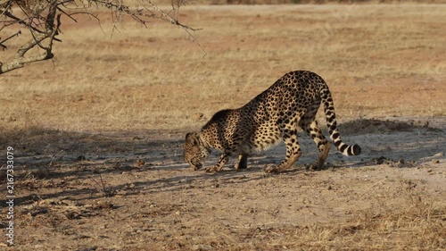  A female cheetah was smelling where the other cheetah was