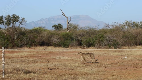  a cheetah on the move