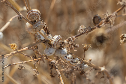 Fotografía Snails aestivating on dry plants during summer heat