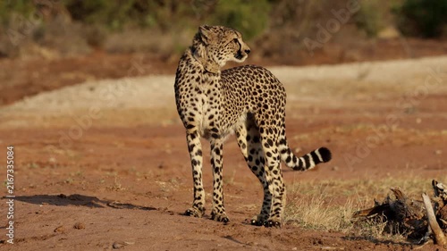 a dark spotted cheetah on the move