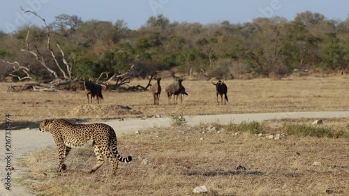 A cheetah walking past a herd of blue wildebeest.