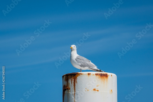 seagull coastal bird perched on a post. sea water environment is natural home for this free wild animal