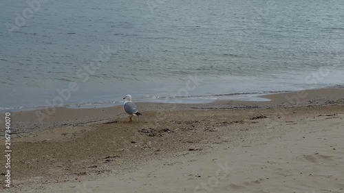 Single seagull strolling across wet sand near the water edge with gentle waves creating a calm seaside wildlife background for travel and nature themes. High quality 4k footage