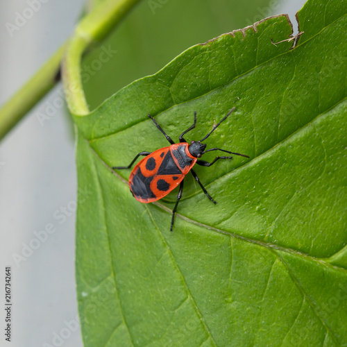 Firebug with Red and Black Pattern Resting on Green Leaf Close-Up Macro