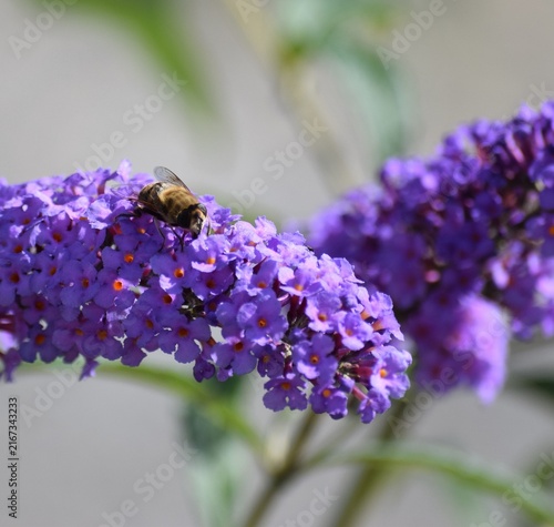 common Dronefly on Butterfly bush