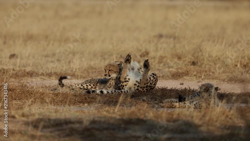 Cheetah mother rolling onto her back