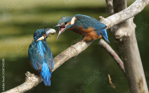 A male Kingfisher, Alcedo atthis, is just about to feed a fish it has just caught to its cute baby, perching on a branch in a lake.