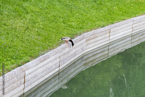 Fotografie A photograph of a duck gazing toward the water along the edge of a park pond