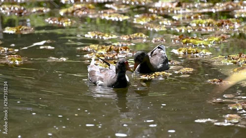 Two Common Moorhens Swimming Among Flowers in Pond, Tenerife
