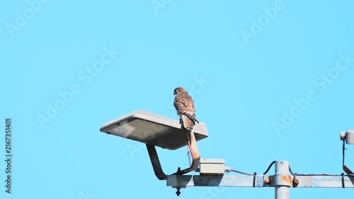 Canary Islands Kestrel Resting on Lighting Post in Tenerife Park